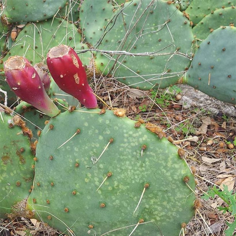 Opuntia engelmannii var.indheimeri (Porto)