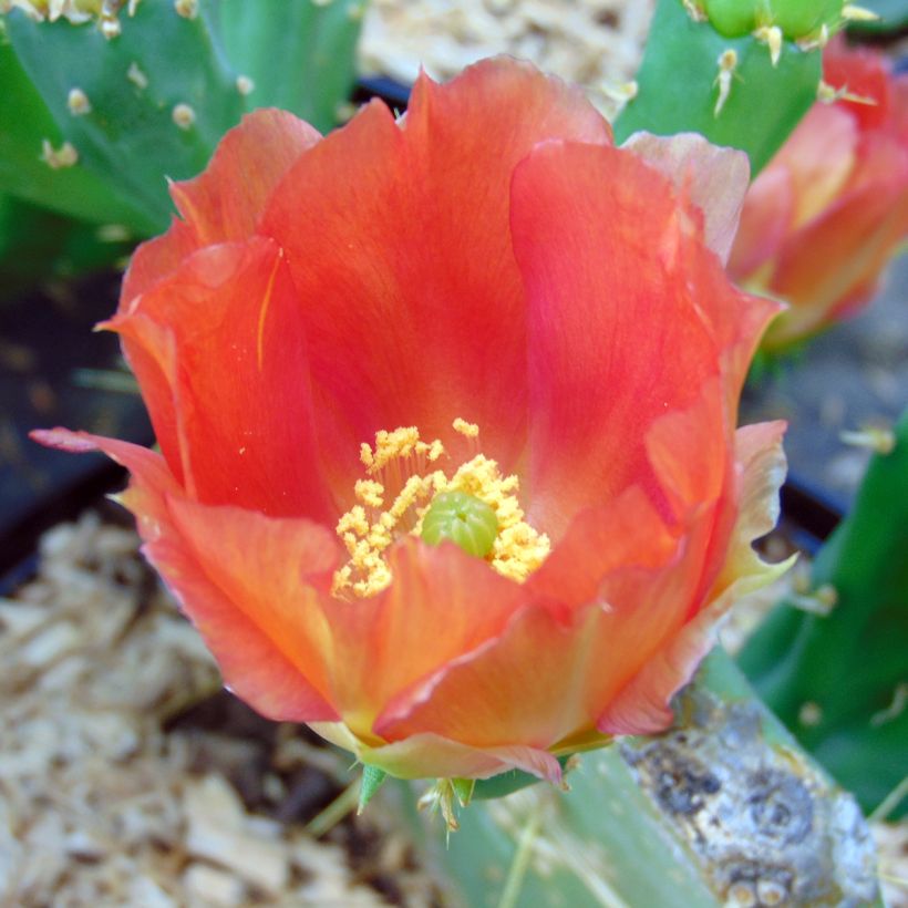 Opuntia engelmannii var.indheimeri (Fioritura)