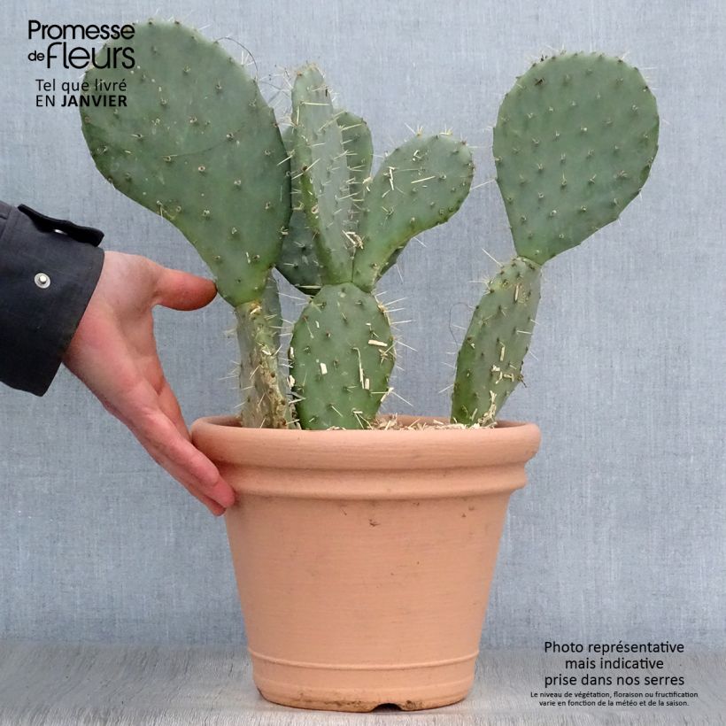 Opuntia engelmannii lindheimeri - Oponce Pot de 4L/5L esemplare consegnato in inverno