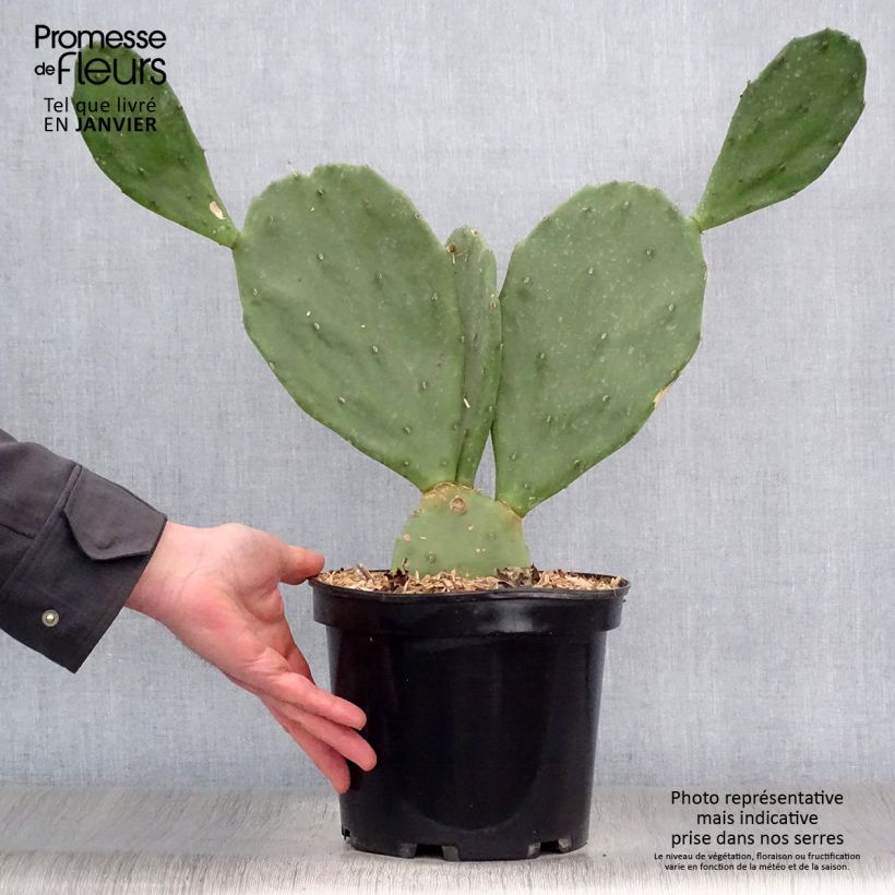 Opuntia engelmannii var. rastrera - Oponce Pot de 4L/5L esemplare consegnato in inverno