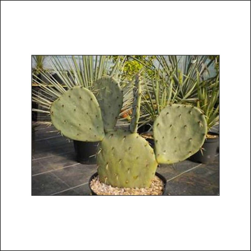 Opuntia gregoriana (Fogliame)