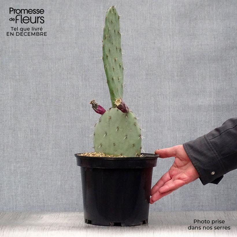 Opuntia gregoriana - Oponce Pot de 4L/5L esemplare consegnato in inverno