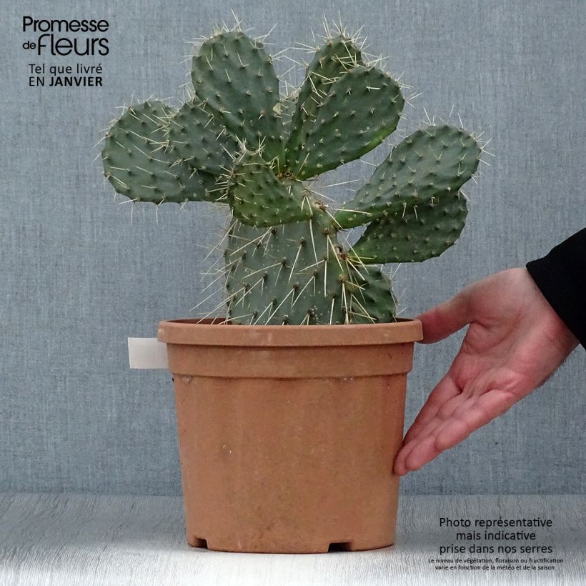 Opuntia howeyi - Cactus raquette Pot de 5L esemplare consegnato in inverno