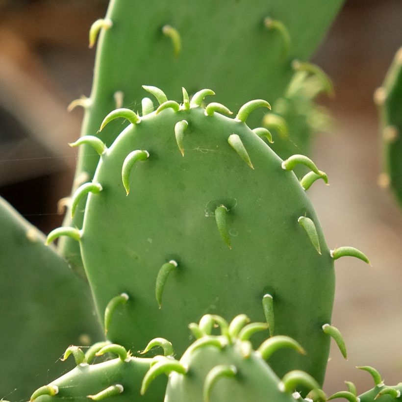 Opuntia laevis (Fogliame)