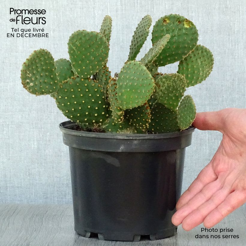 Opuntia lubrica - Cactus raquette Pot de3L/4L esemplare consegnato in inverno