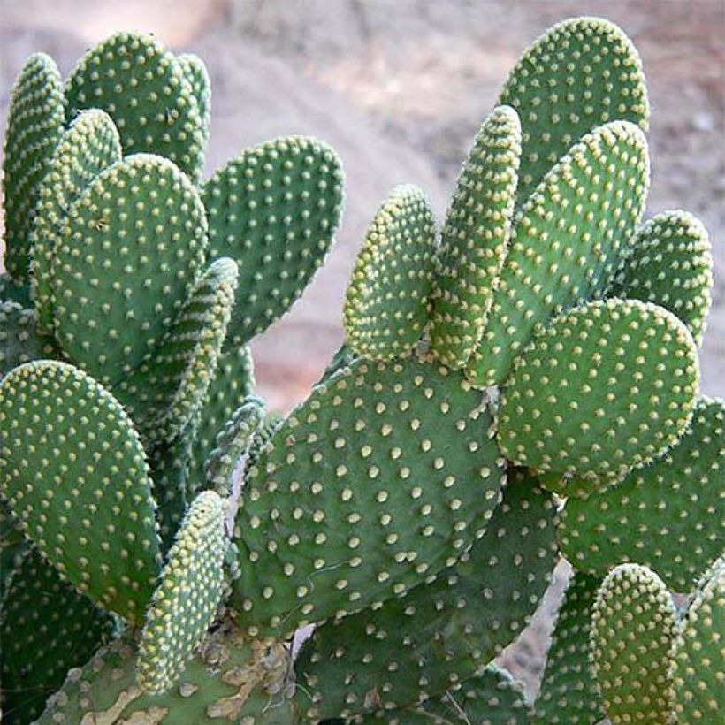 Opuntia microdasys (Fogliame)