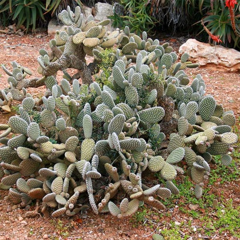 Opuntia microdasys (Porto)