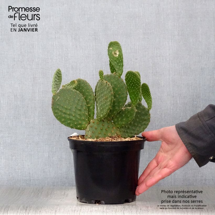 Opuntia microdasys - Oponce Pot de 2L/3L esemplare consegnato in inverno