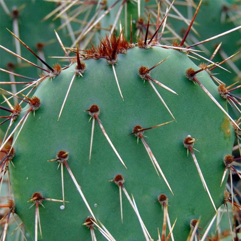 Opuntia phaeacantha Mojavensis (Fogliame)