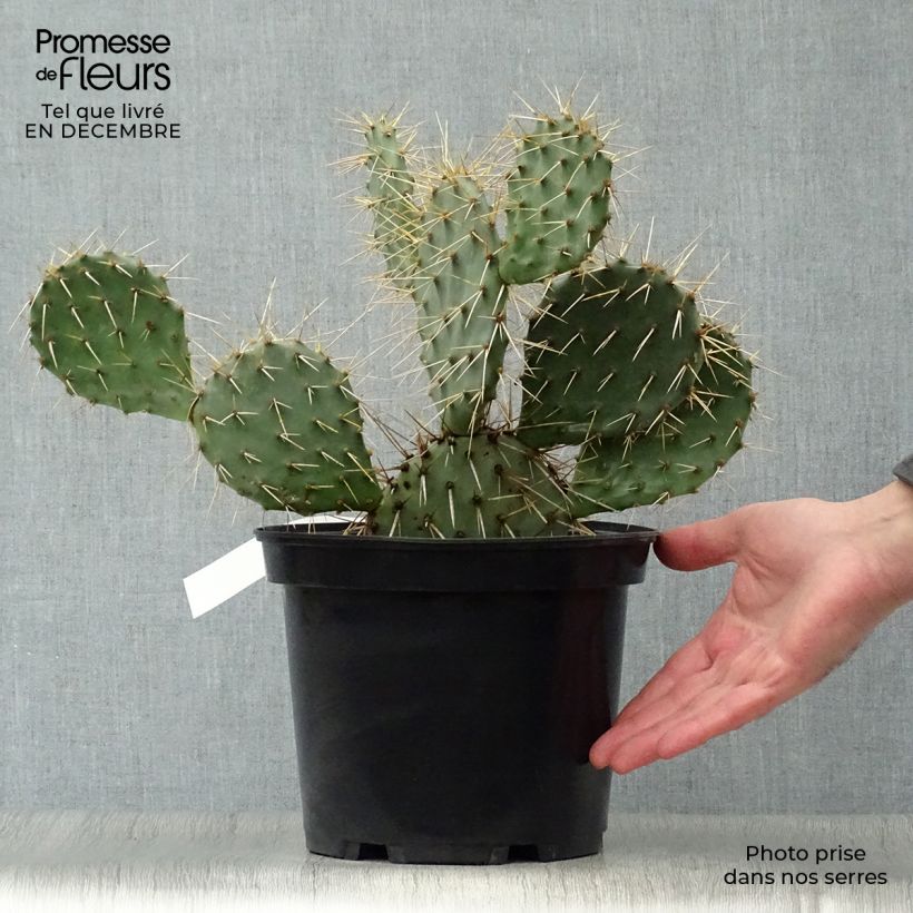 Opuntia phaeacantha Mojavensis - Oponce Pot de 4L/5L esemplare consegnato in inverno