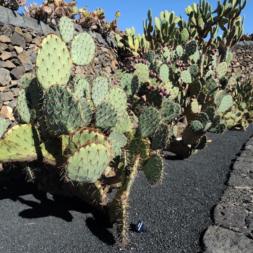 Opuntia phaeacantha Mojavensis (Porto)