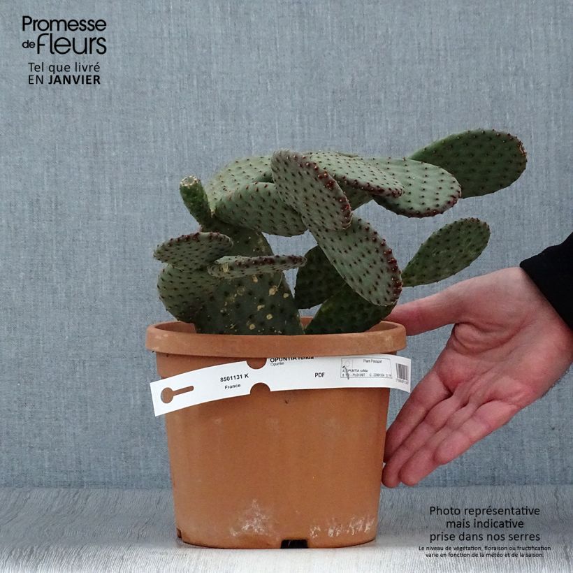 Opuntia rufida - Cactus raquette Pot de 3/4L esemplare consegnato in inverno