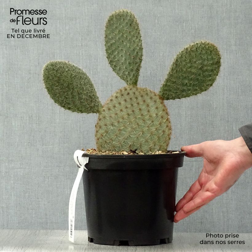 Opuntia scheeri - Cactus raquette Pot de 5L esemplare consegnato in inverno