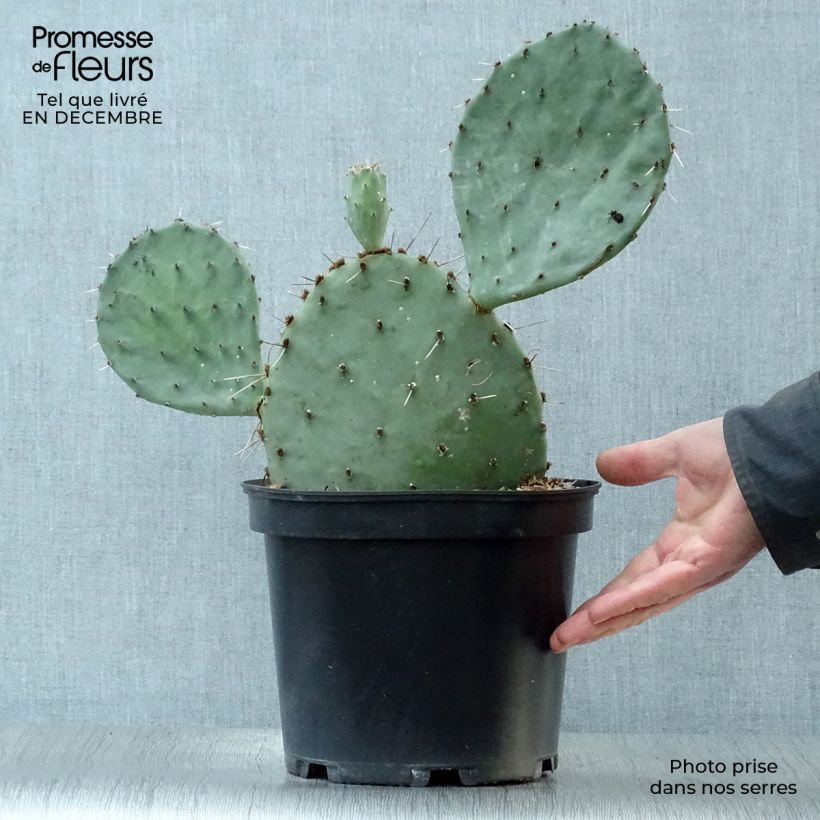 Opuntia semispinosa - Cactus raquette Pot de 5L esemplare consegnato in inverno