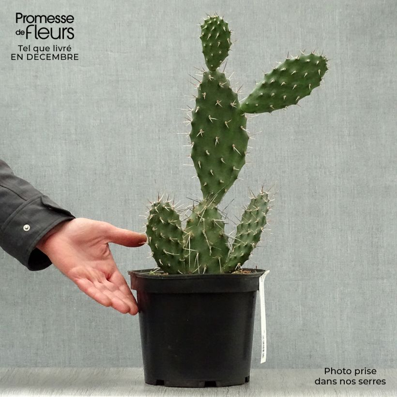 Opuntia sulfurea (sulphurea) - Cactus raquette Pot de 3L/4L esemplare consegnato in inverno