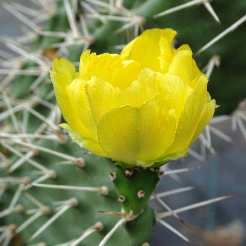 Opuntia sulfurea (Fioritura)