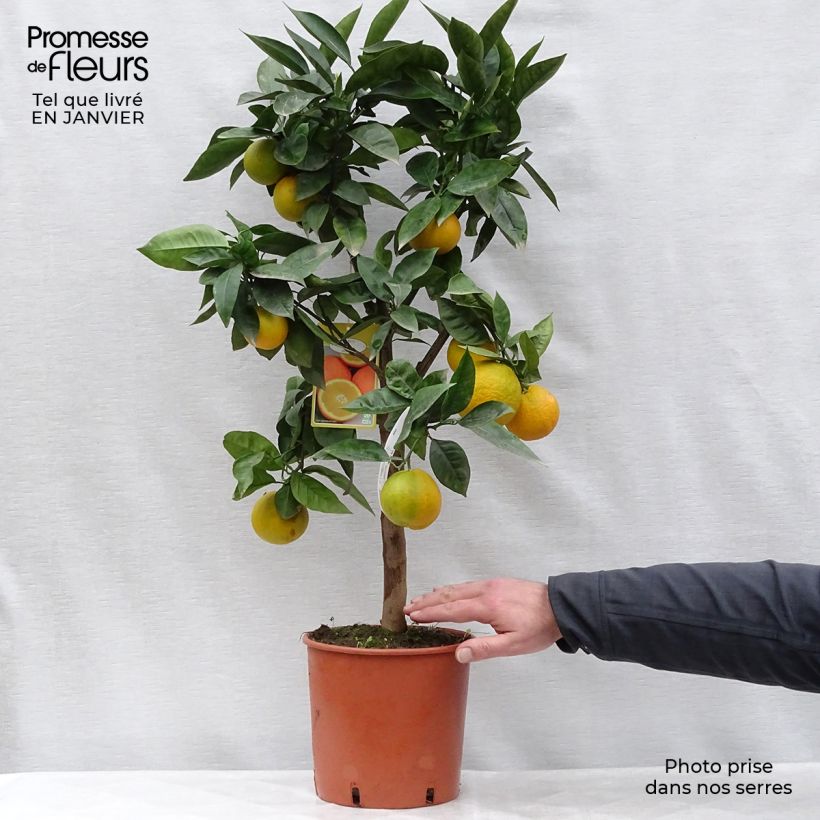 Oranger - Citrus Sinensis - Agrumes Pot de 4L/5L esemplare consegnato in inverno