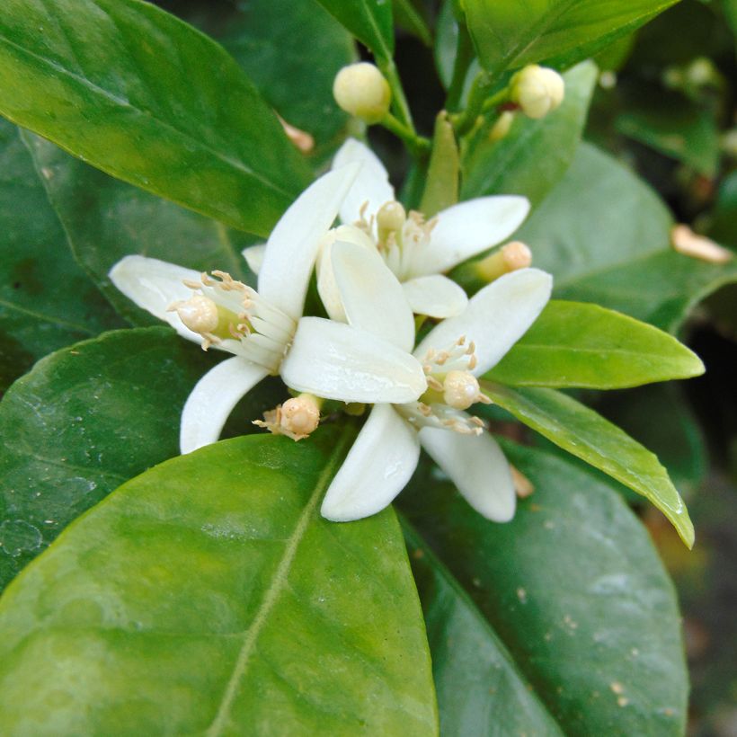 Citrus sinensis Oranger - Arancio (Fioritura)