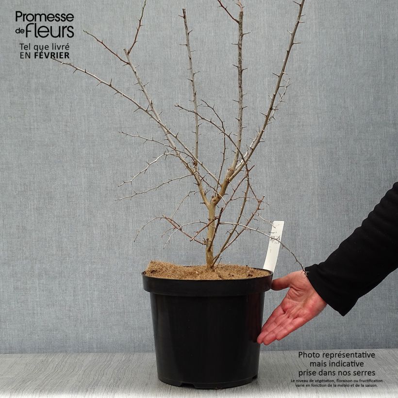 Oranger des Osages - Maclura pomifera Pot de 7,5L/10L esemplare consegnato in inverno