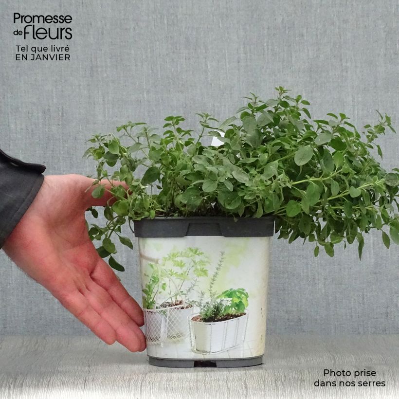 Origan - Marjolaine vivace en plant BIO Pot de 1L./1.5L. esemplare consegnato in inverno