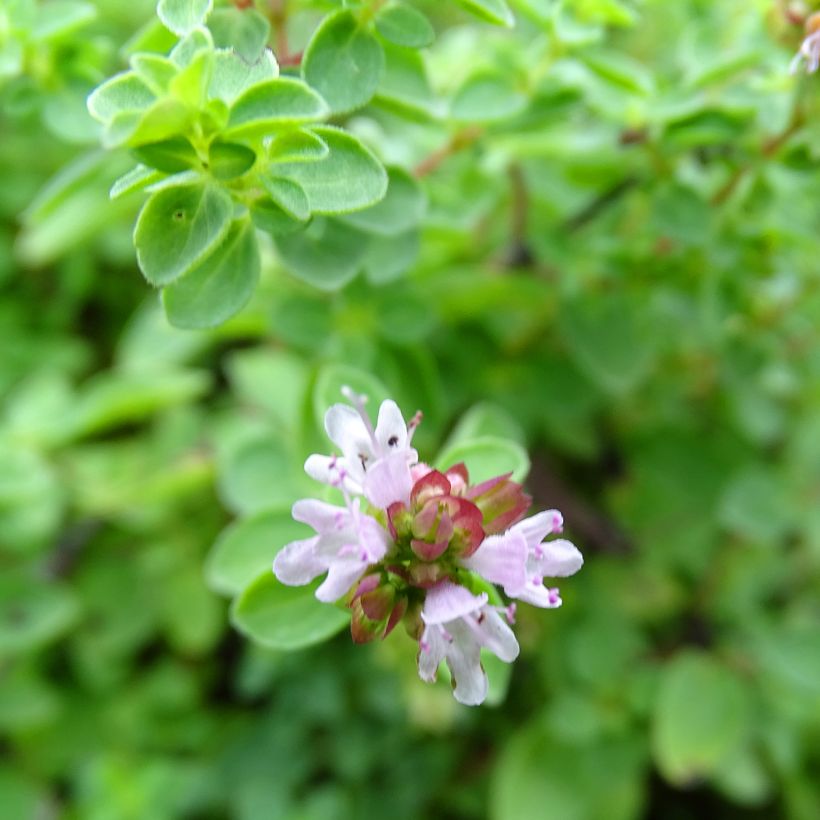 Origano comune Compactum (Fioritura)