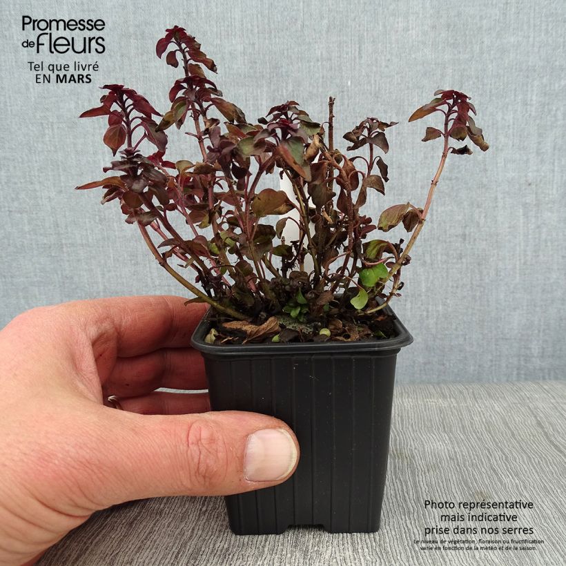 Origanum laevigatum Herrenhausen -  Origan pourpre - Marjolaine Godet de 8/9cm esemplare consegnato in inverno