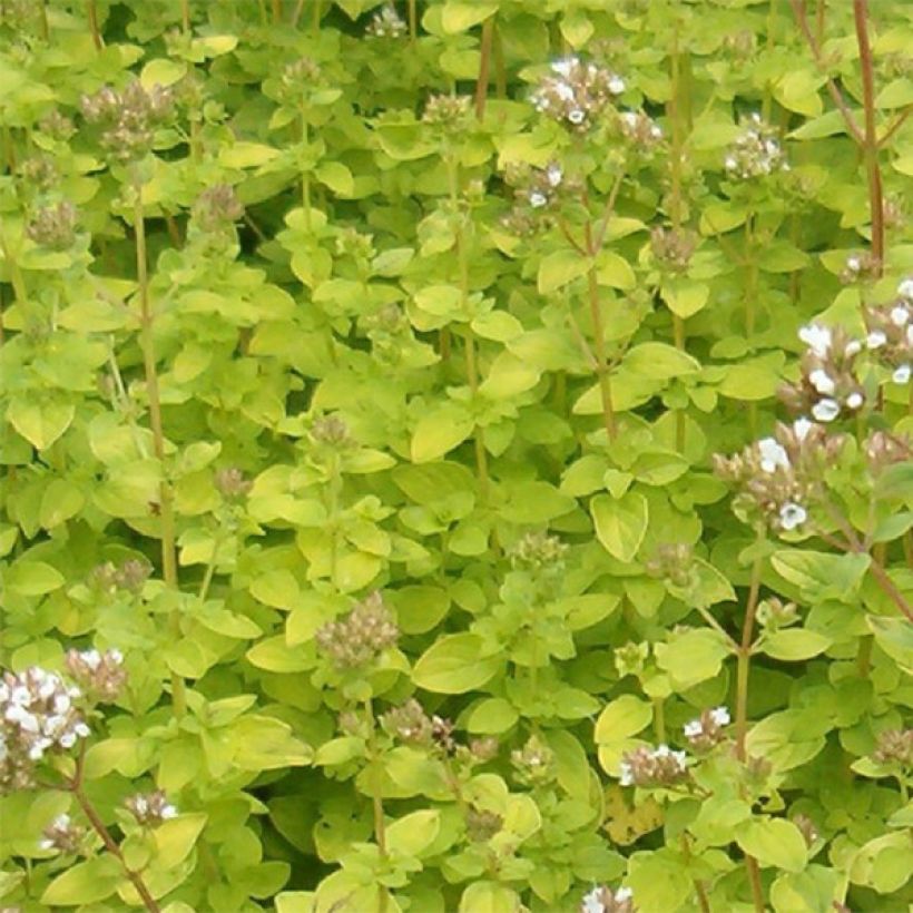 Origano comune dorato Aureum (Fogliame)