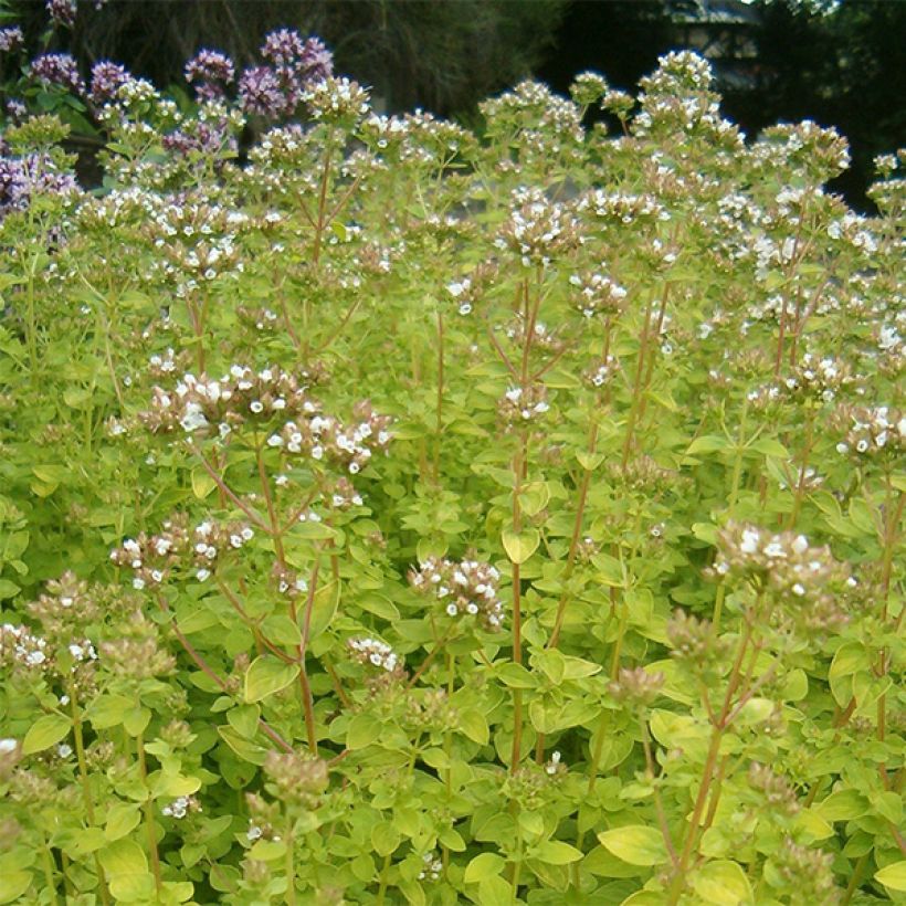 Origano comune dorato Aureum (Fioritura)