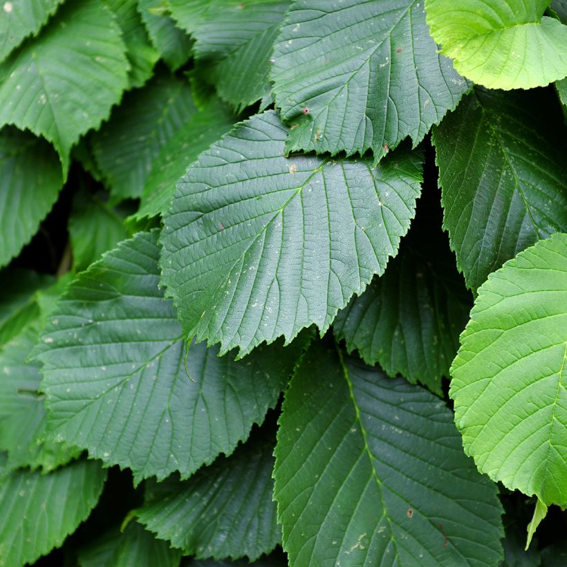 Ulmus glabra Pendula = horizontalis - Olmo di montagna (Fogliame)