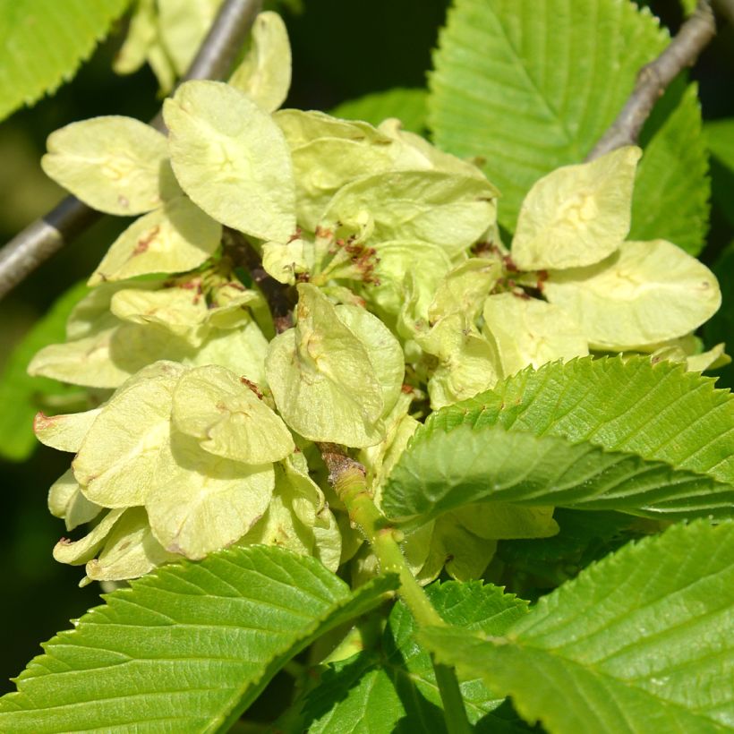 Ulmus glabra Pendula = horizontalis - Olmo di montagna (Fioritura)