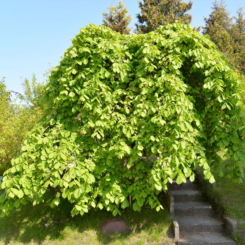 Ulmus glabra Pendula = horizontalis - Olmo di montagna (Porto)