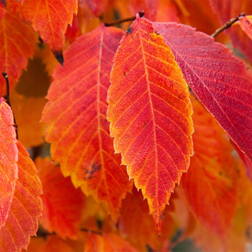 Zelkova serrata Goblin (Fogliame)