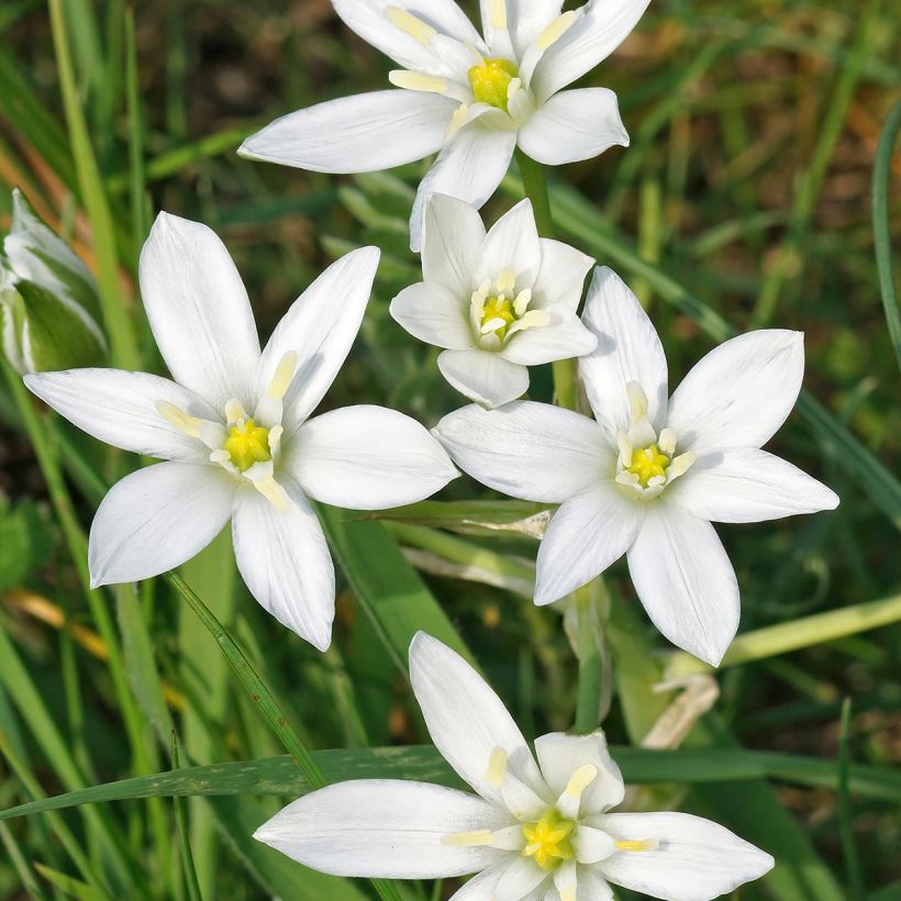 Ornithogalum umbellatum - Stella di Betlemme (Fioritura)