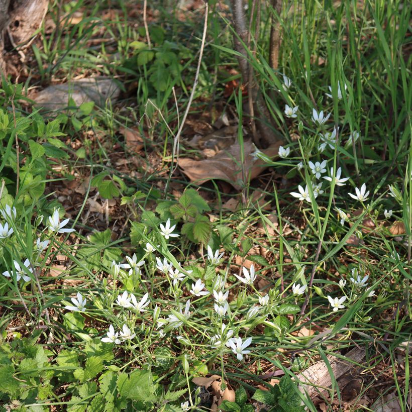 Ornithogalum umbellatum - Stella di Betlemme (Porto)