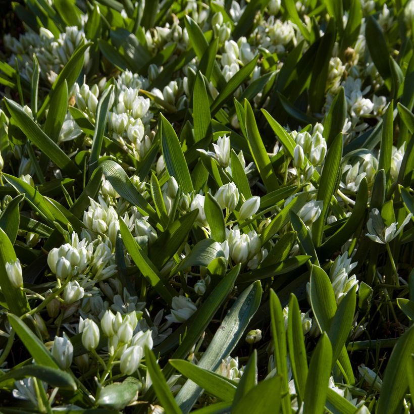 Ornithogalum balansae - Ornitogallo (Porto)