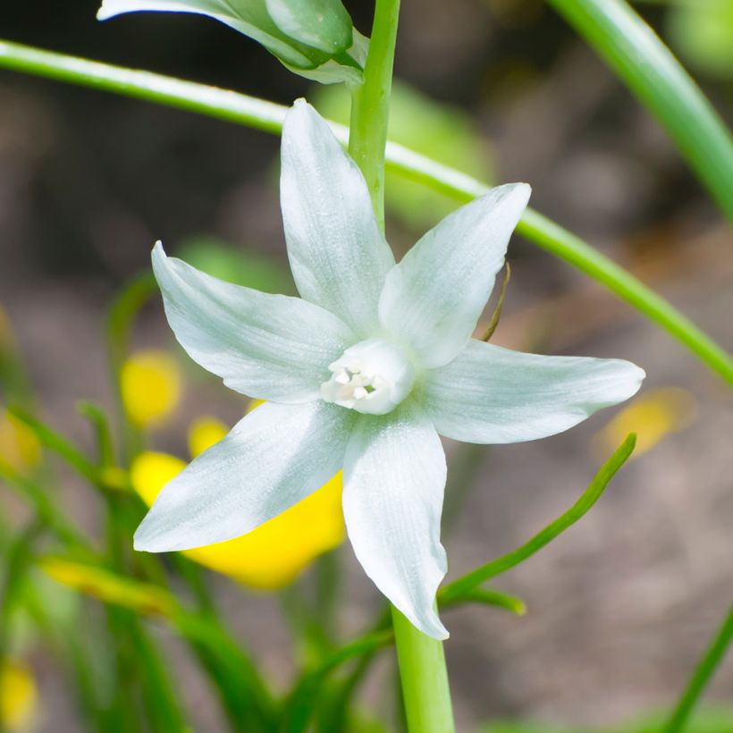 Ornithogalum nutans - Latte di gallina a fiori penduli (Fioritura)