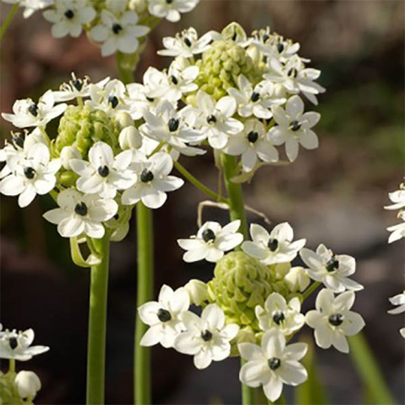 Ornithogalum saundersiae - Ornitogallo (Fioritura)