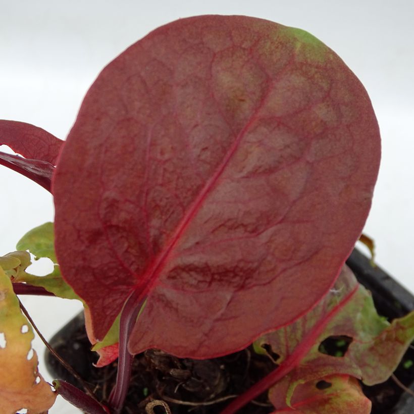 Rumex scutatus Purpurea - Romice scudato (Fogliame)