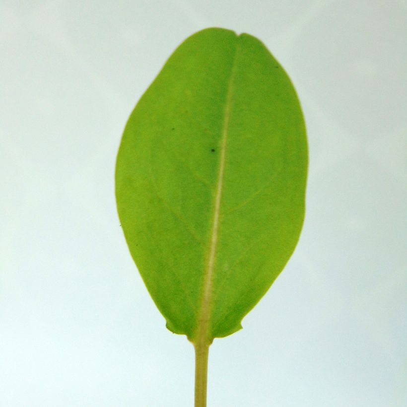 Acetosa - Rumex arifolius (Fogliame)