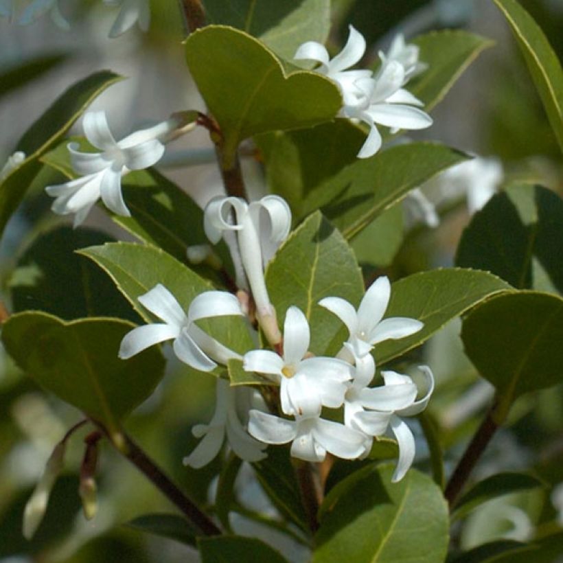 Osmanthus delavayi Heaven Scent - Osmanto (Fogliame)