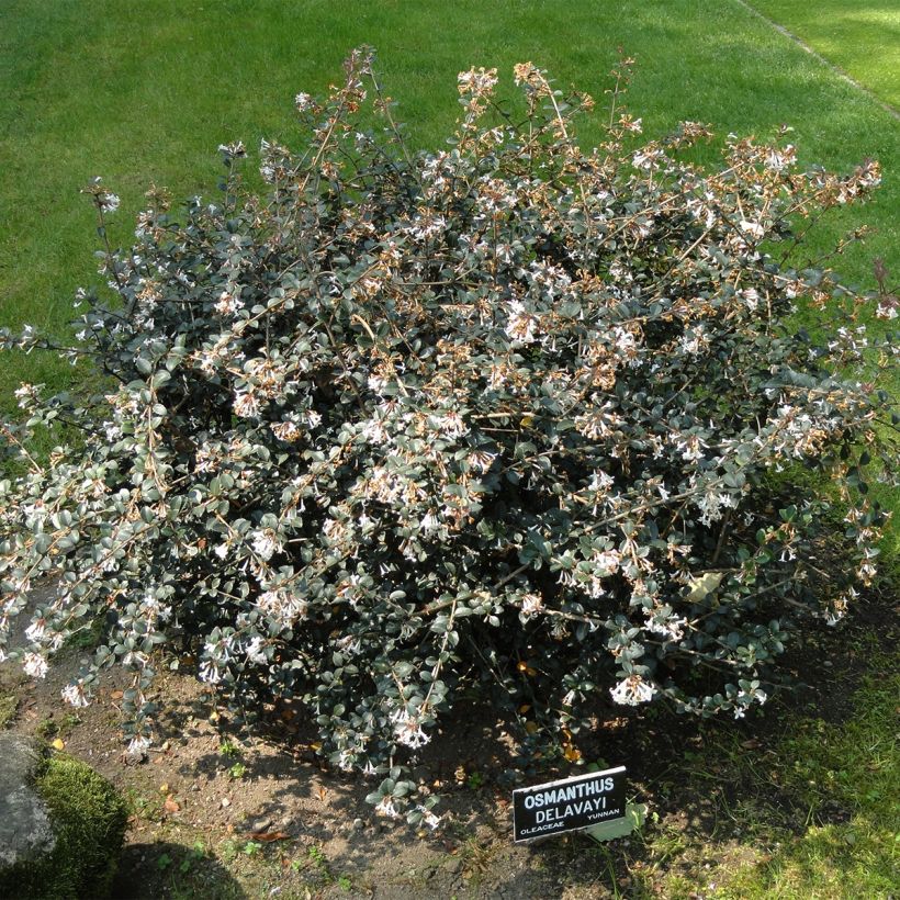 Osmanthus delavayi Heaven Scent - Osmanto (Porto)