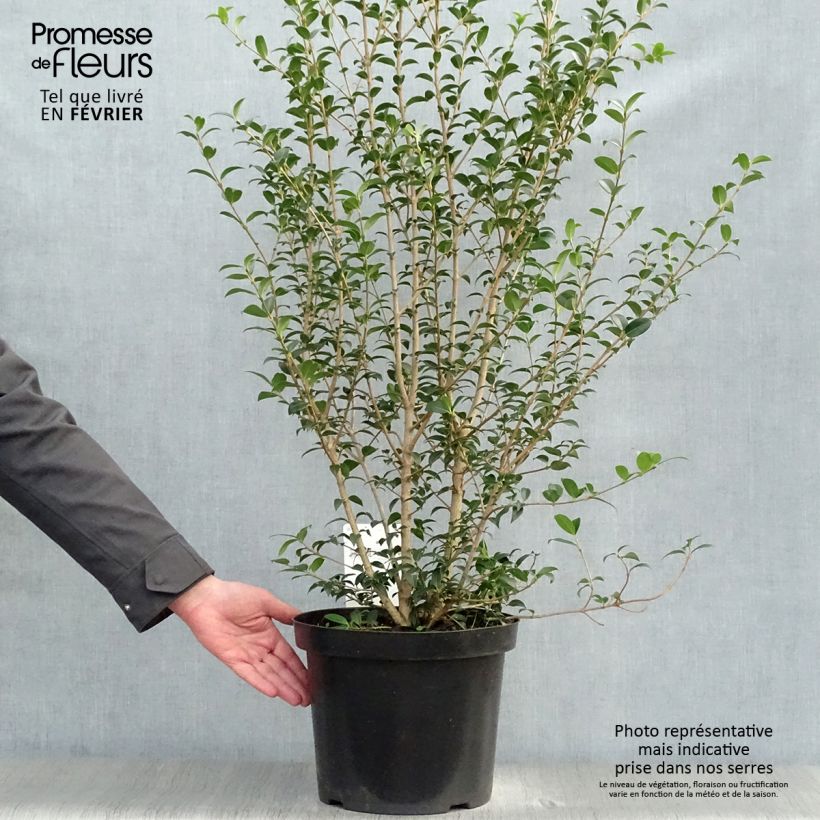 Osmanthus burkwoodii en pot de 10L esemplare consegnato in inverno