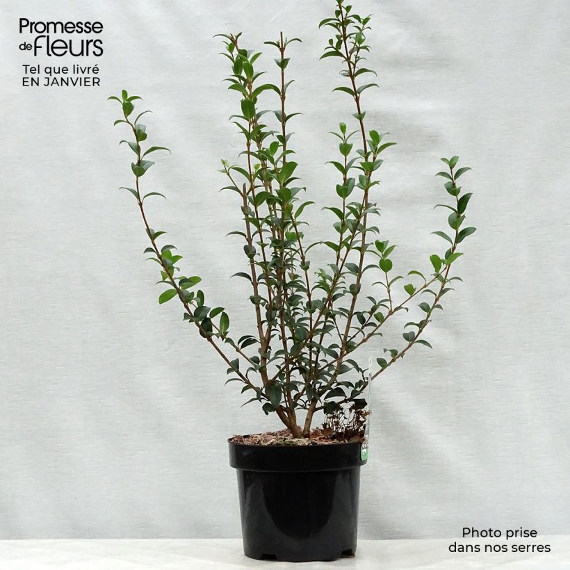 Osmanthus burkwoodii en pot de 2/3L esemplare consegnato in inverno