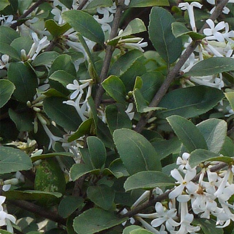 Osmanthus delavayi - Osmanto (Fogliame)