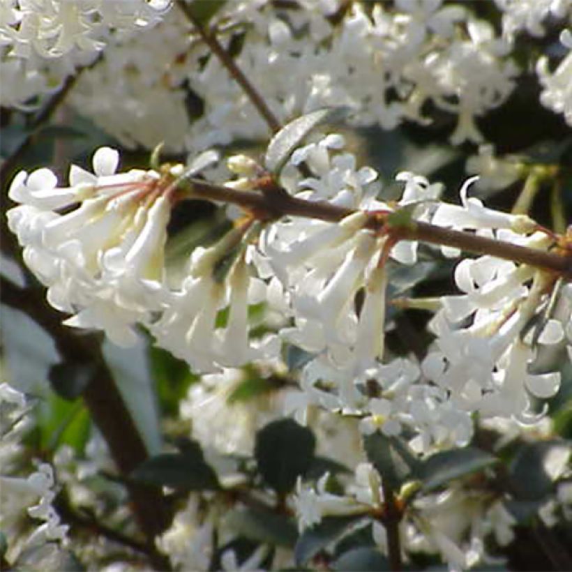 Osmanthus delavayi - Osmanto (Fioritura)