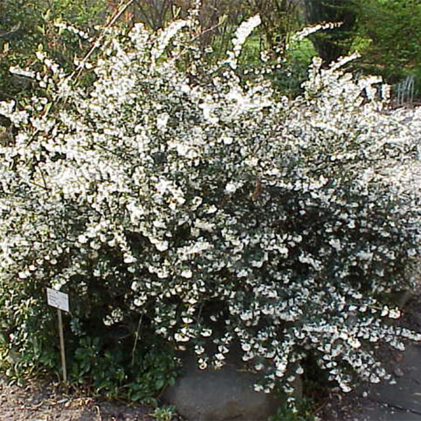 Osmanthus delavayi - Osmanto (Porto)