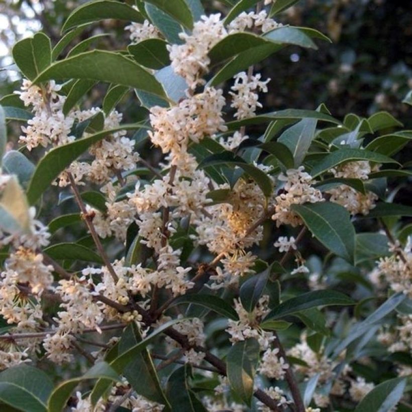 Osmanthus fortunei - Osmanto (Fioritura)