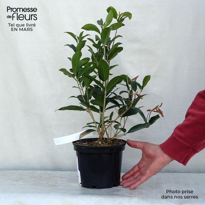 Osmanthus fragans - Osmanthe parfumé 2L/3L 40/60 cm Pot de 2L/3L esemplare consegnato in inverno