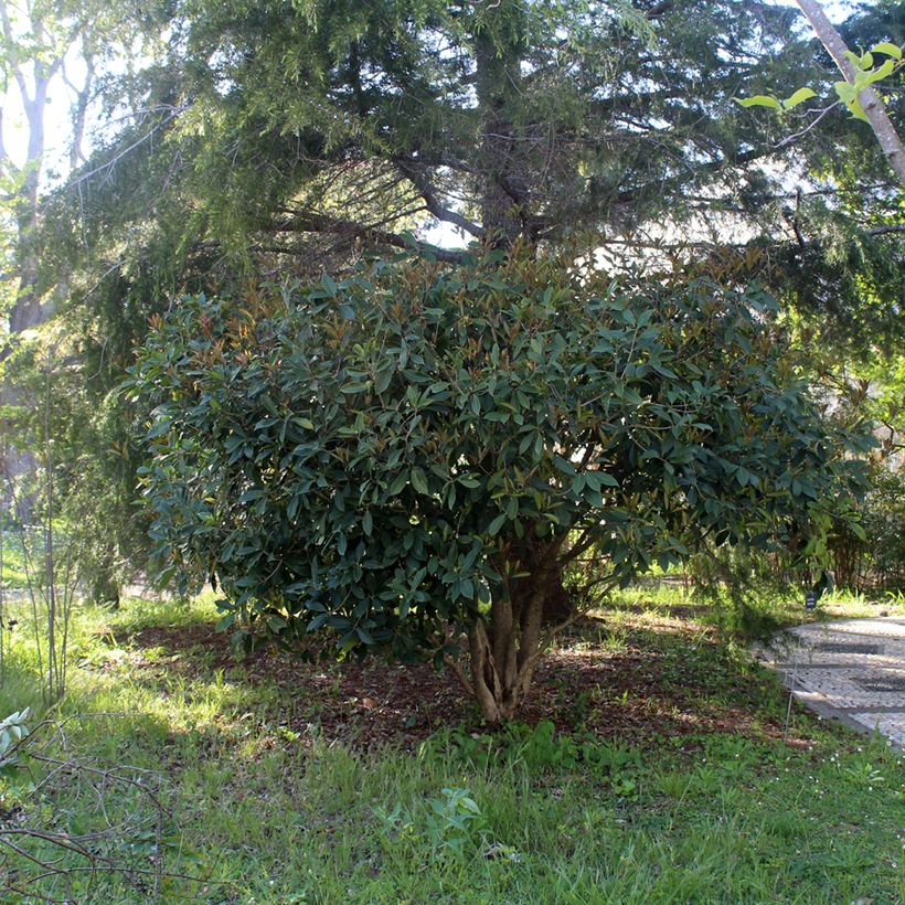 Osmanthus fragrans - Osmanto odoroso (Porto)