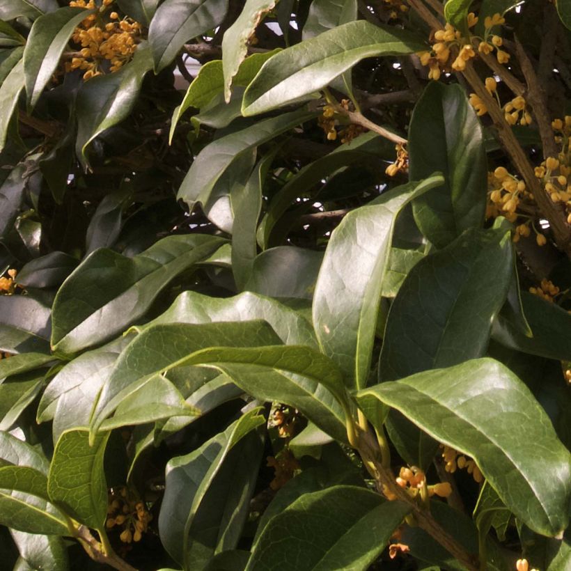 Osmanthus fragrans var. aurantiacus - Osmanto (Fogliame)